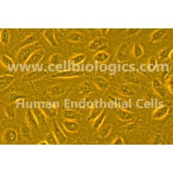 Human Primary Colonic Microvascular Endothelial Cells